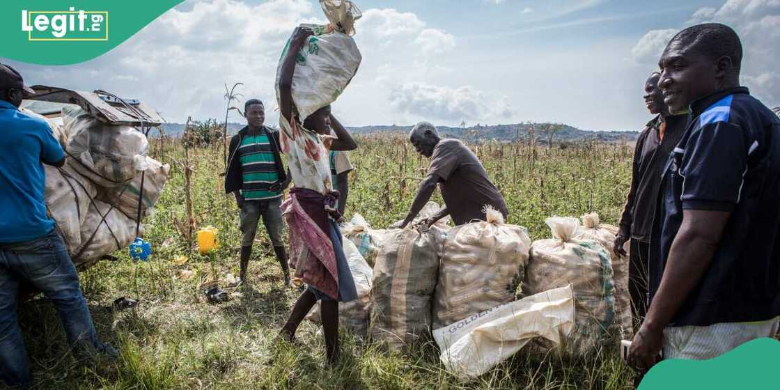 Manoman Kaduna sun biya 'yan bindiga haraji. Manoman Kaduna sun biya 'yan bindiga haraji.