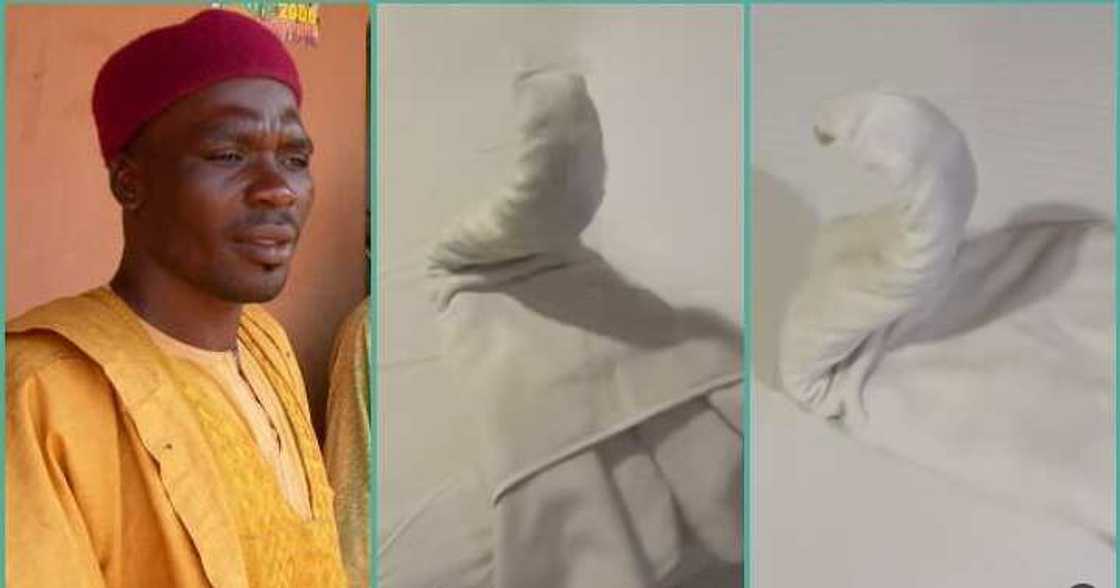 Man sees strange towel placed like a snake on his bed in hotel room, video trends Man sees strange towel placed like a snake on his bed in hotel room, video trends
