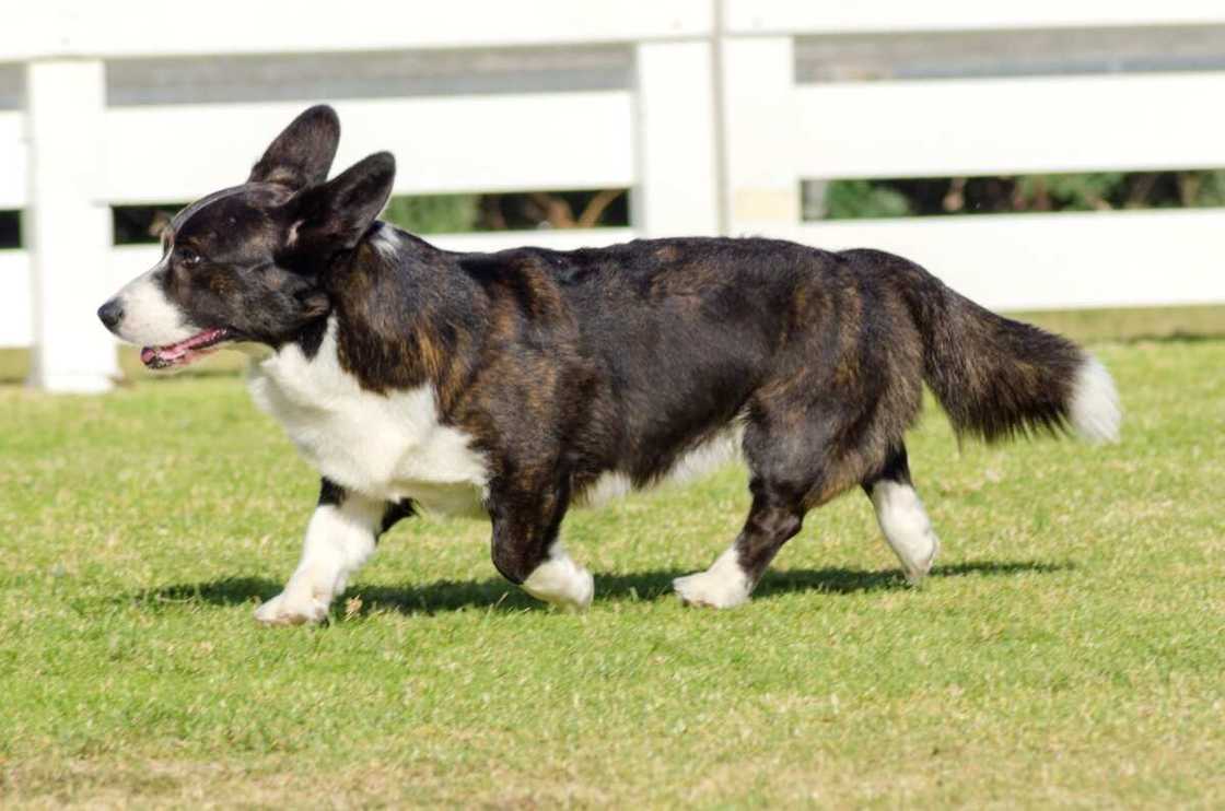 A young Cardigan Welsh Corgi walking on the grass