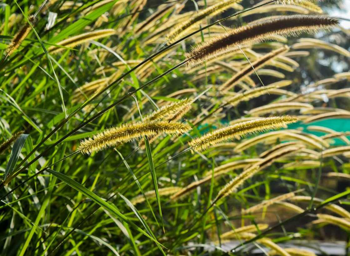 weeds and their botanical names with pictures in nigeria