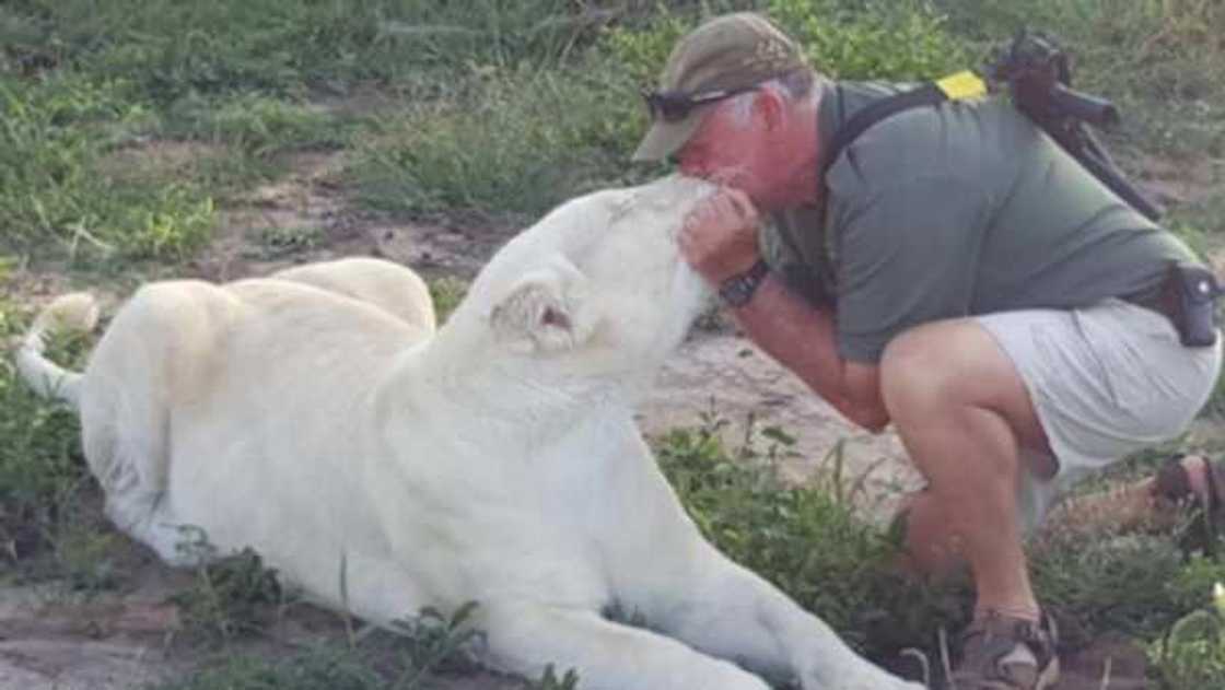 Abu kamar wasa: Zakuna sun cinye mutumin da ya raine su tun suna yara a lokacin da suke wasa da shi Abu kamar wasa: Zakuna sun cinye mutumin da ya raine su tun suna yara a lokacin da suke wasa da shi