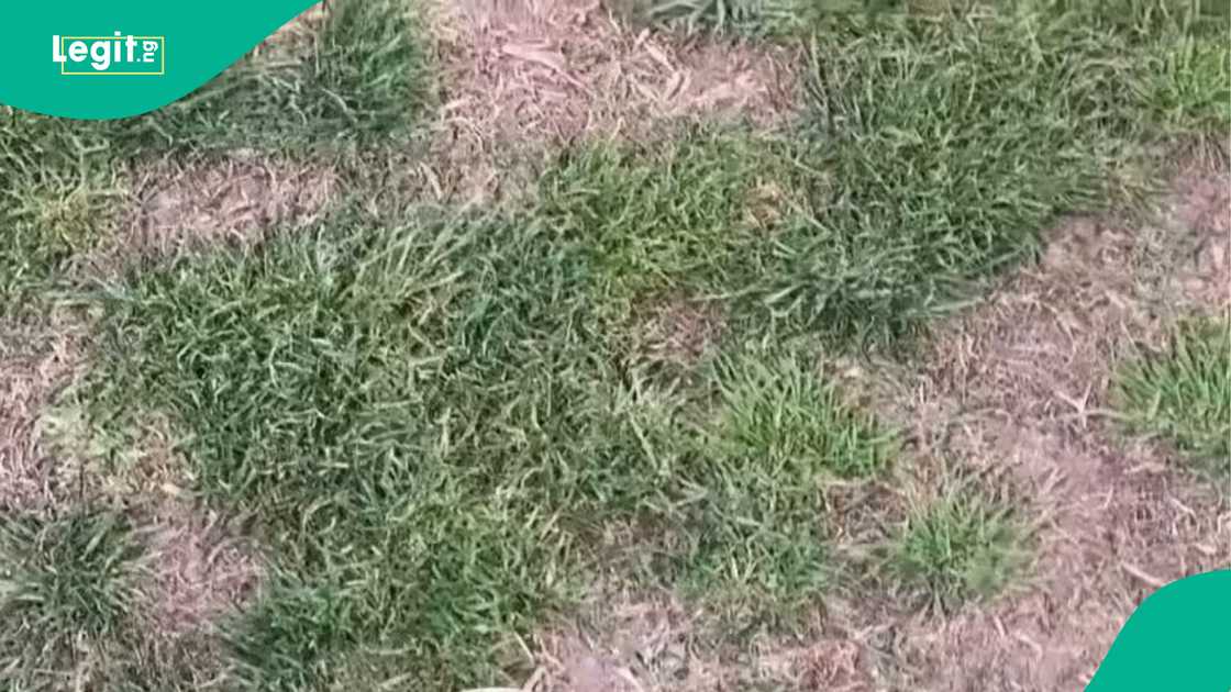 CAF, Lesotho, World Cup, Super Eagles, World Cup qualifier, 2026 World Cup