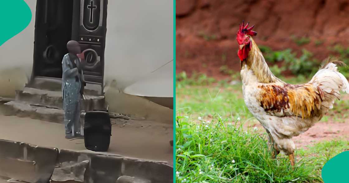 Pastor angry after his N30k fowl went missing, rains curses Pastor angry after his N30k fowl went missing, rains curses