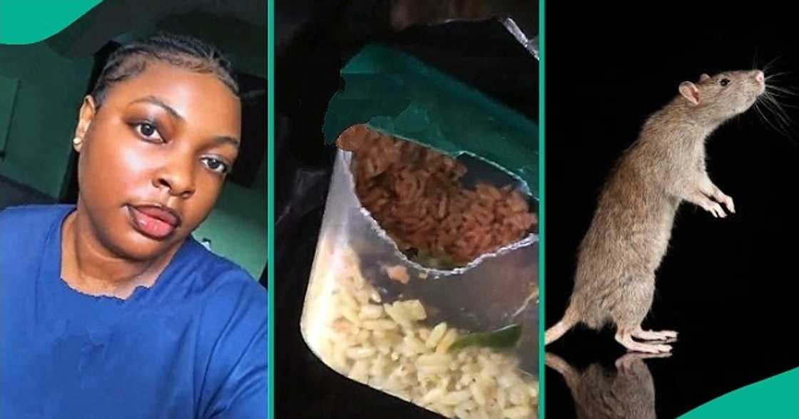 Newly employed nurse cries out as rat consumes her food at hospital. Newly employed nurse cries out as rat consumes her food at hospital.