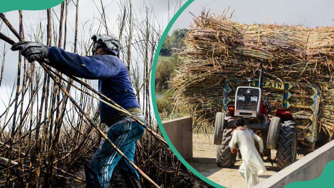 Sugarcane being harvested Sugarcane being harvested
