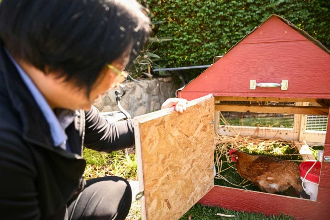 Yong-mi Kim looks inside a portable chicken coop and her egg-laying chickens as part of the "Rent The Chicken" service in La Crescenta, California Yong-mi Kim looks inside a portable chicken coop and her egg-laying chickens as part of the "Rent The Chicken" service in La Crescenta, California