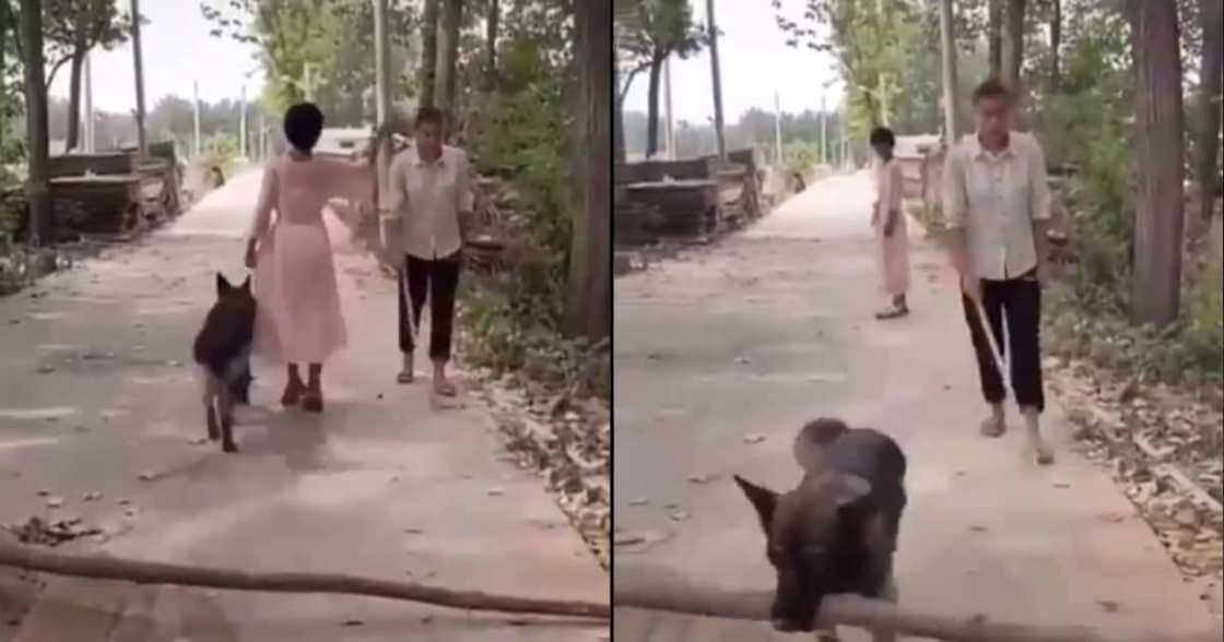 Kind dog removes log from path so blind man can pass