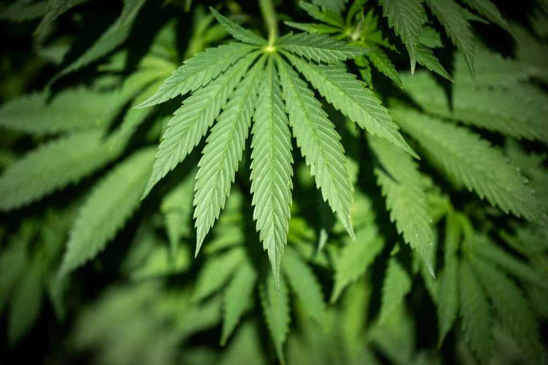 Established in 2020, JuicyFields offered investors the chance to participate in the cultivation, harvesting and sale of cannabis plants Established in 2020, JuicyFields offered investors the chance to participate in the cultivation, harvesting and sale of cannabis plants