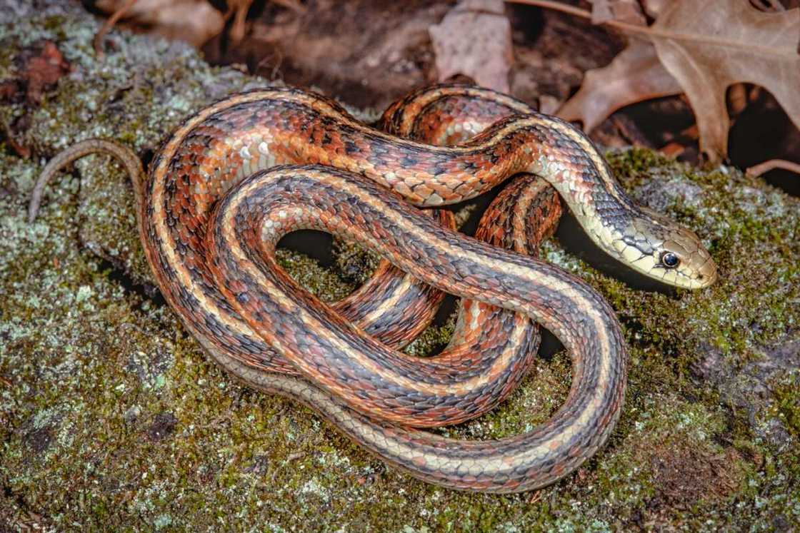 Red-sided garter snake Red-sided garter snake