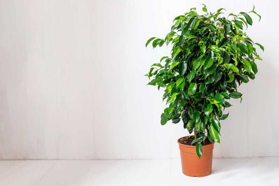 houseplants that don't need sunlight