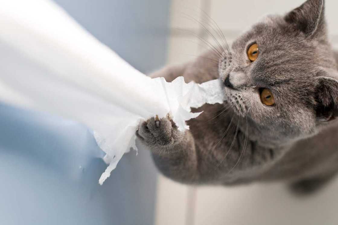 Les chats aiment jouer et explorer Les chats aiment jouer et explorer