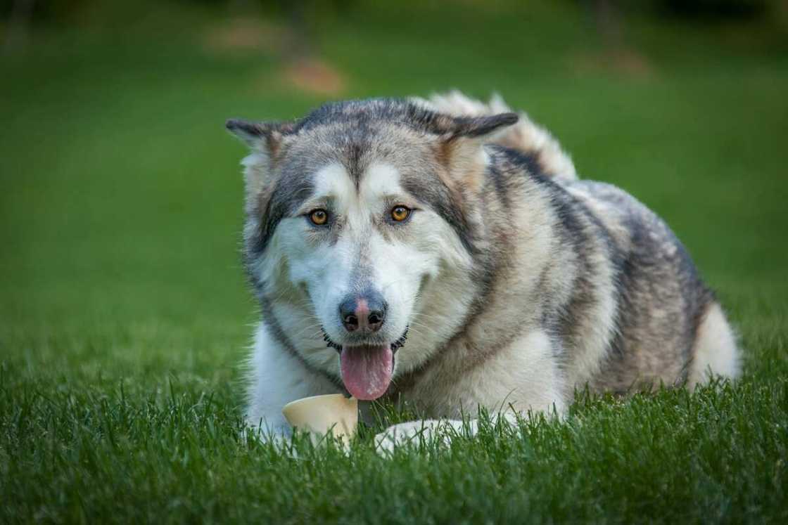 Alaskan Malamute lying on the grass