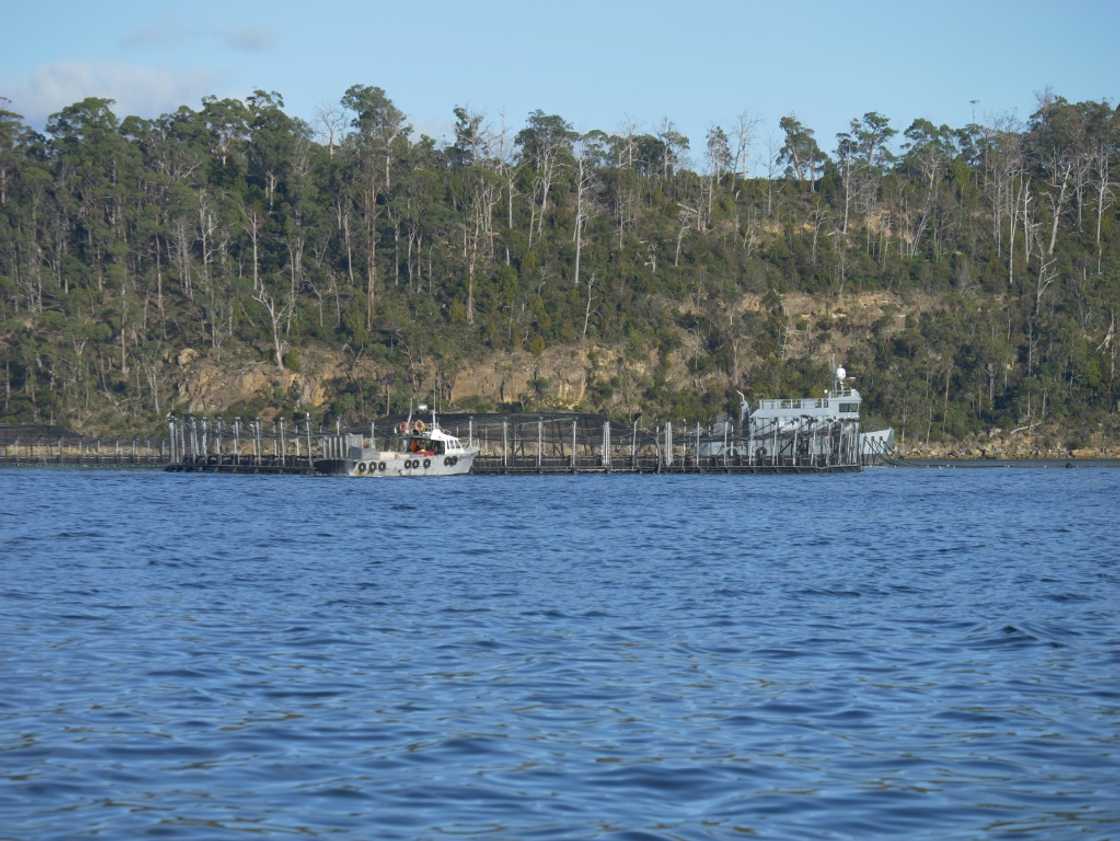 A salmon pen belonging to the Tassal company located off Charlotte Cove, in the d'Entrecasteaux Channel in Tasmania. A salmon pen belonging to the Tassal company located off Charlotte Cove, in the d'Entrecasteaux Channel in Tasmania.