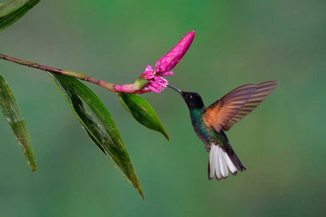 Velvet-purple coronet feeding on a flower