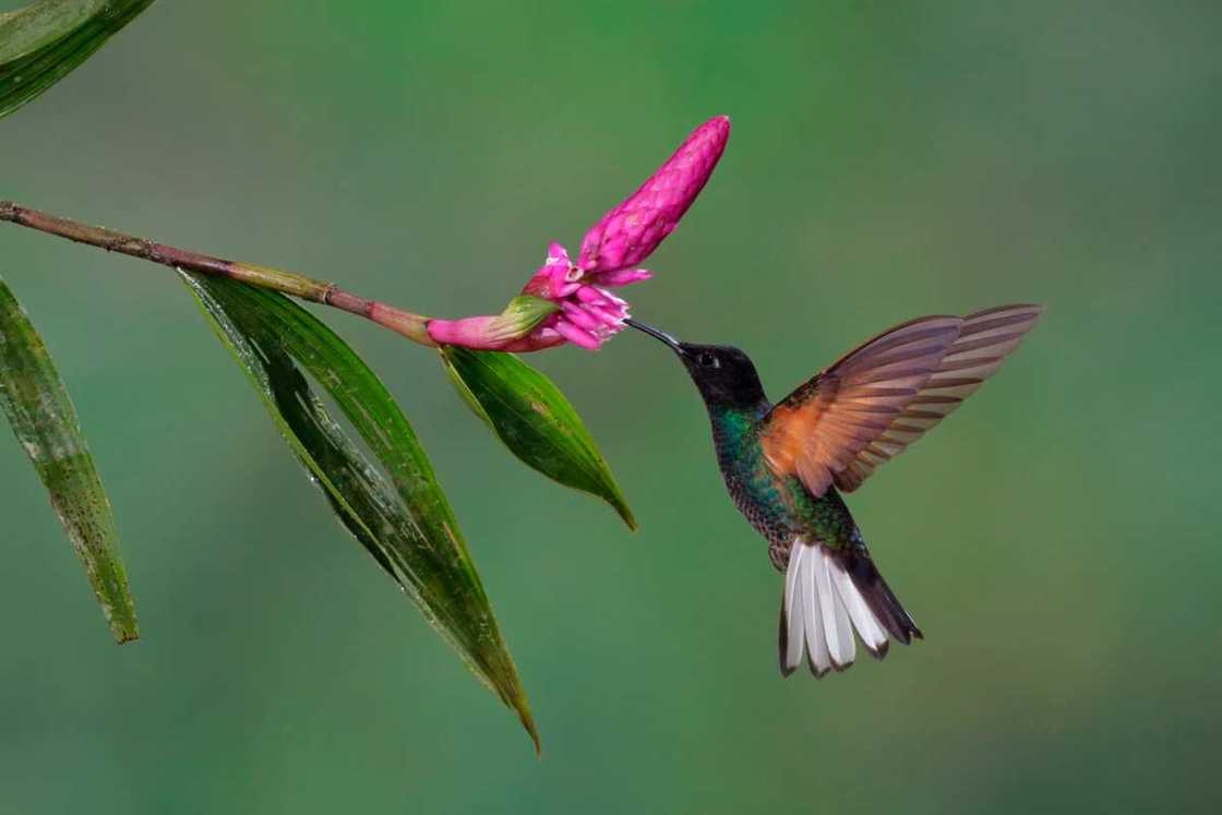 Velvet-purple coronet feeding on a flower Velvet-purple coronet feeding on a flower