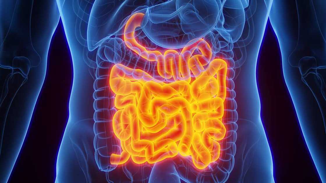 Small intestine illustration.