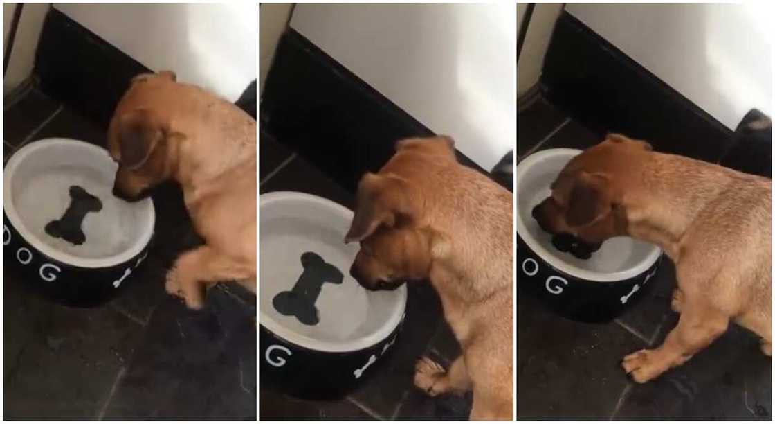 Hungry dog tries hard to take bone from bowl but it's just a picture. Hungry dog tries hard to take bone from bowl but it's just a picture.