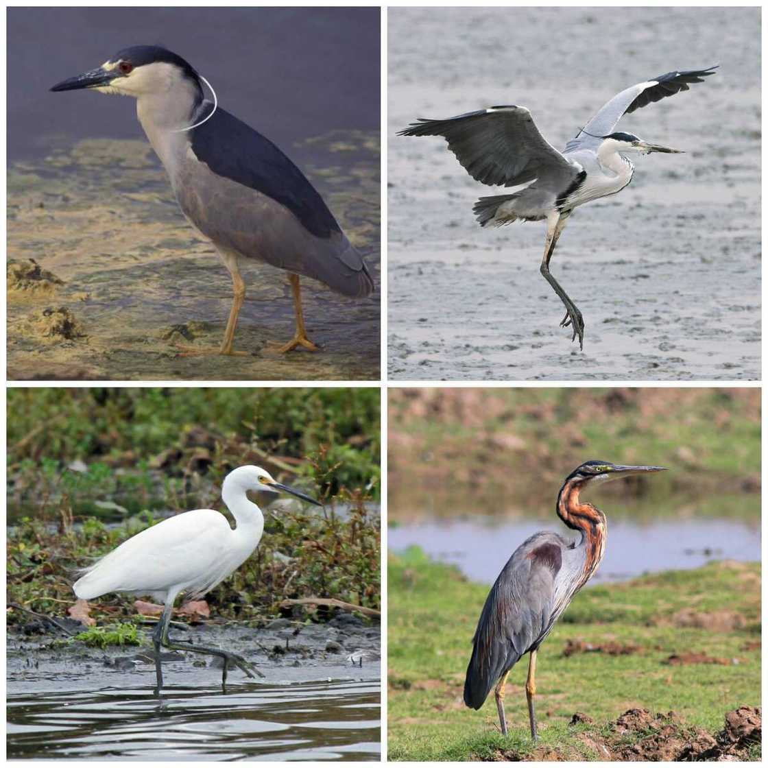 Pelecaniformes types Pelecaniformes types