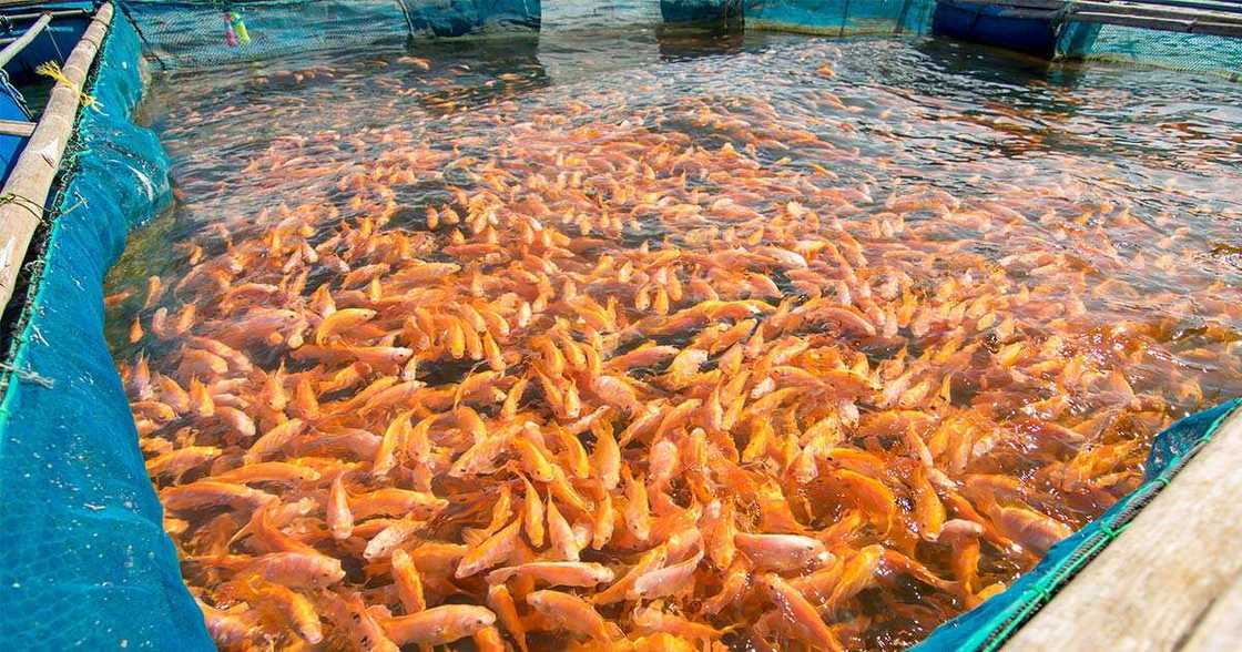 Fish farming