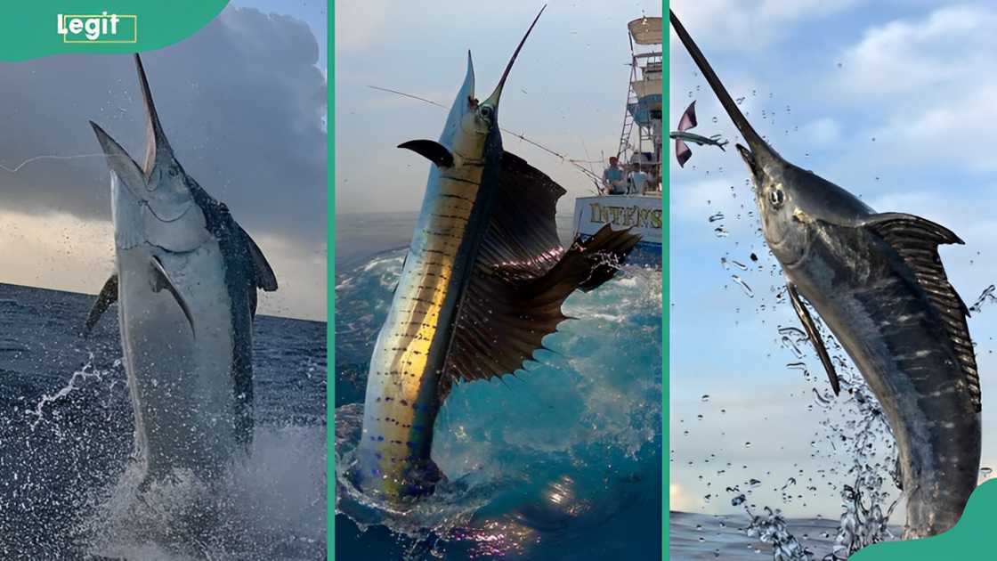 Fastest animal in water: The Black Marlin (L), Sailfish (C), and Swordfish (R) Fastest animal in water: The Black Marlin (L), Sailfish (C), and Swordfish (R)