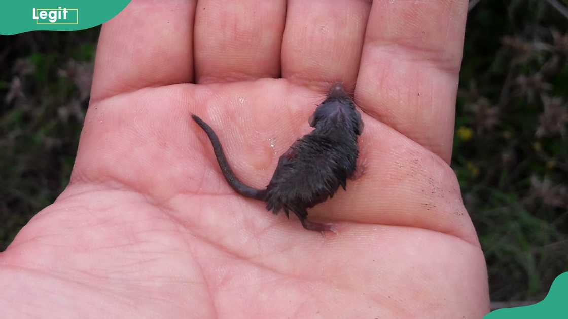 Etruscan shrew held on a hand