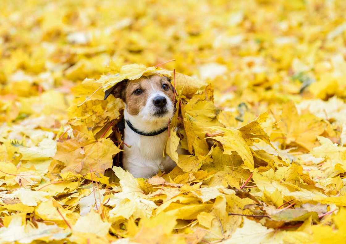 chien enfoui sous des feuilles chien enfoui sous des feuilles