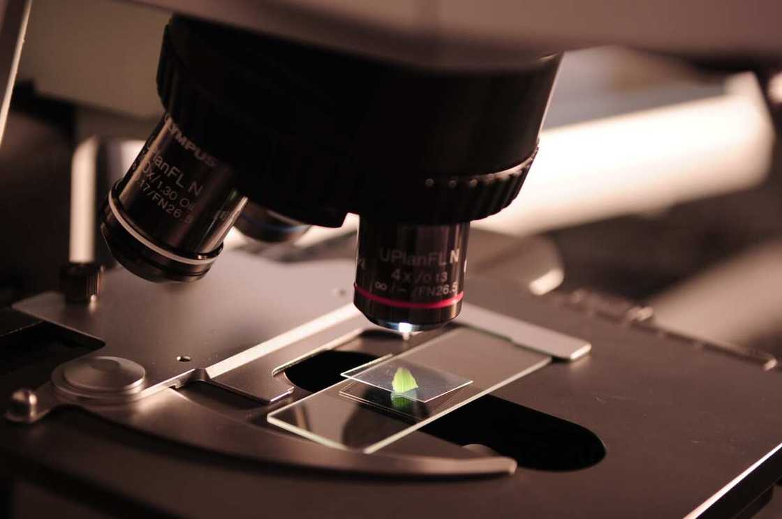 cost of DNA test in Nigeria cost of DNA test in Nigeria