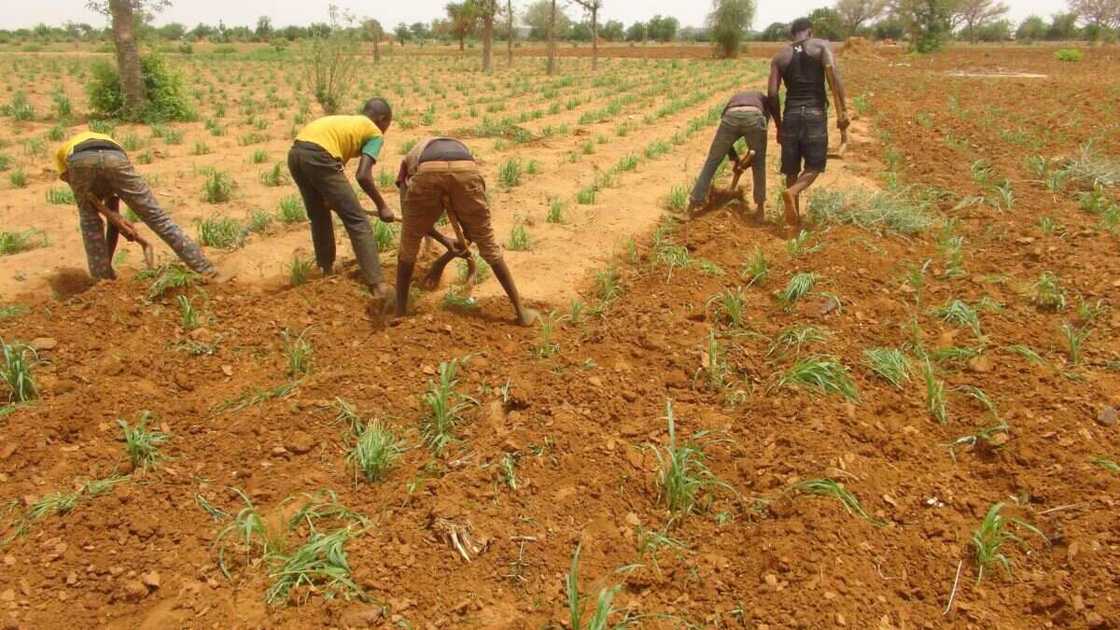 Central Bank of Nigeria to arrest, lock up farmers on its Anchor Borrowers Programme for failure to repay loan