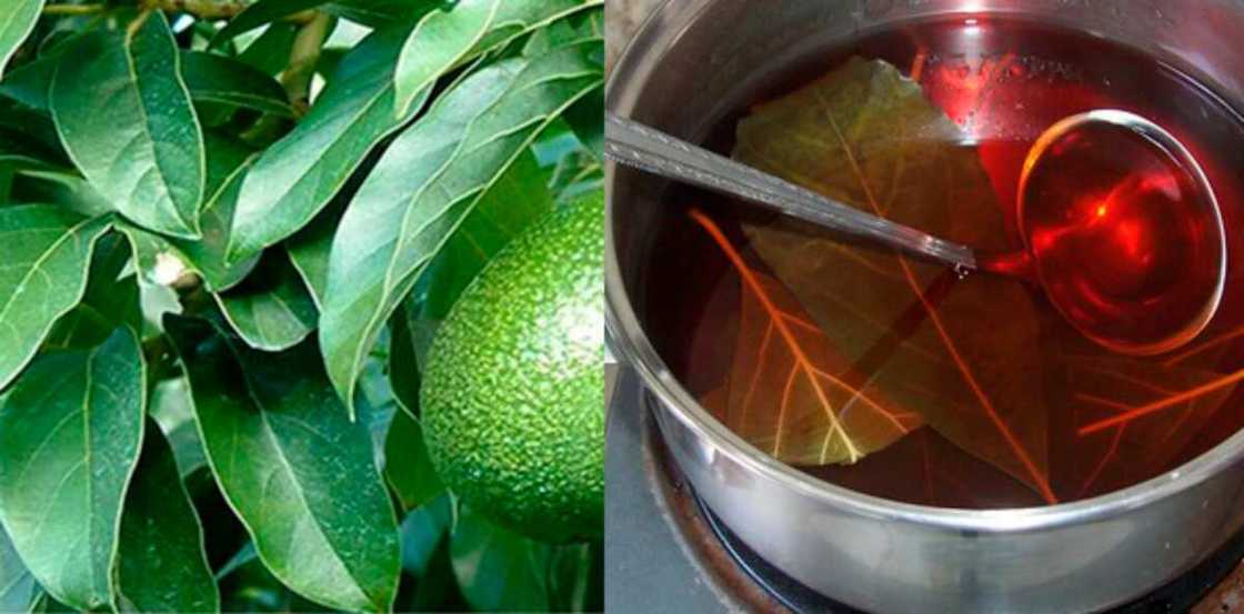 Avo leaves Avo leaves