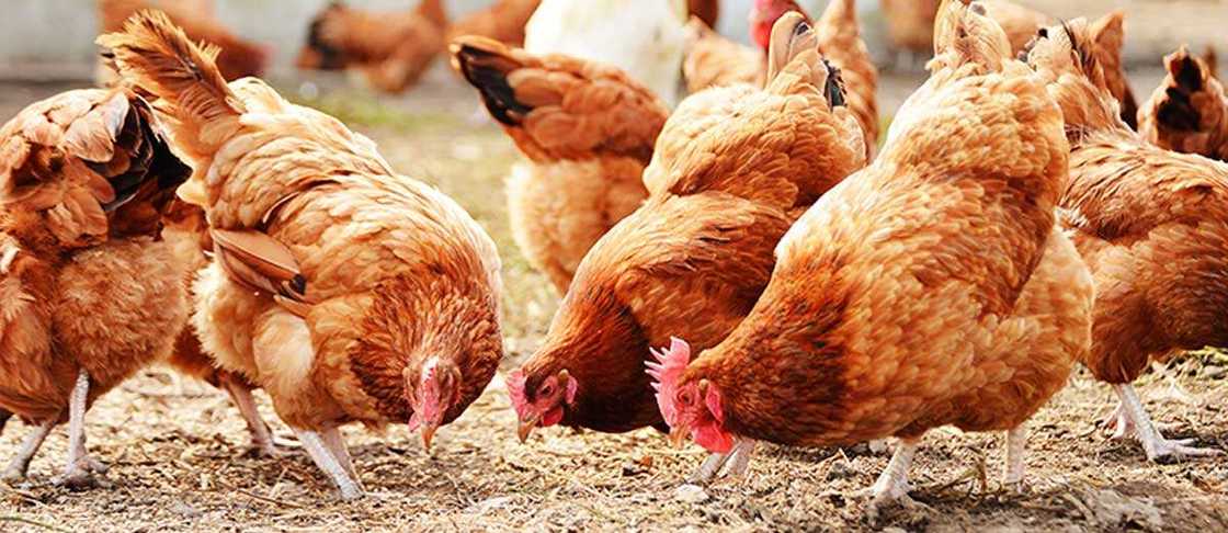 Poultry farming in Nigeria Poultry farming in Nigeria