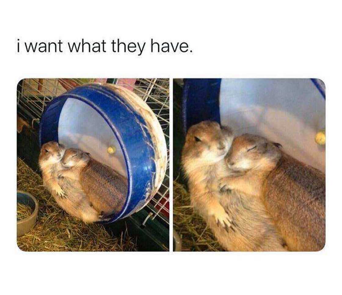 flirting memes flirting memes