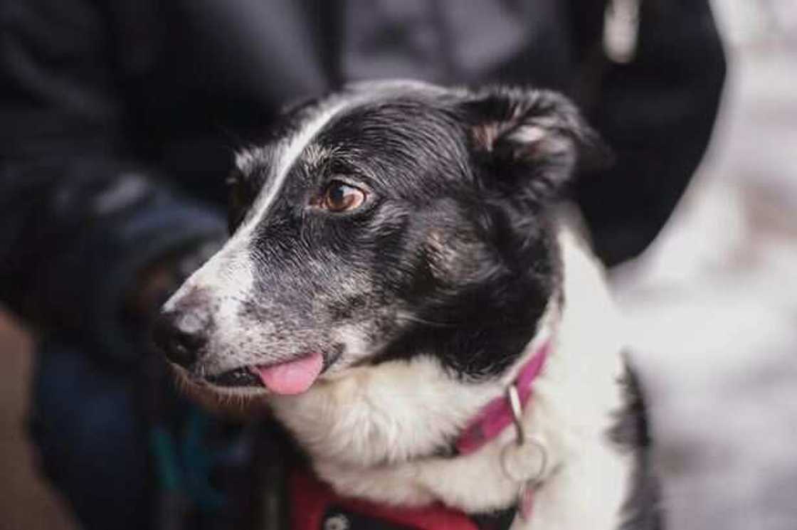 Missing clever dog handed herself to police Missing clever dog handed herself to police