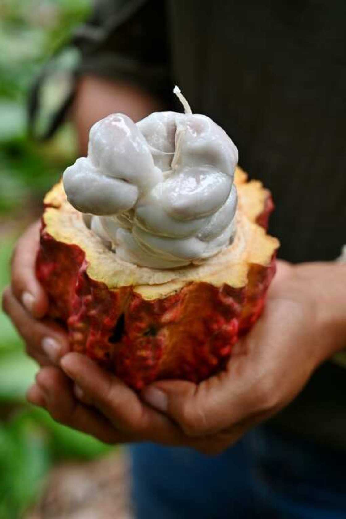 A worker holds the fruit of the cocoa tree, the precious bean encased in white pulp