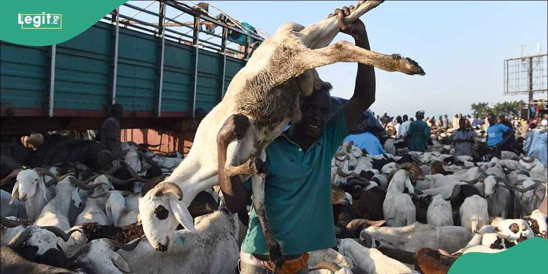 Gwamnatin Kano ta buƙaci mutane su tsaftace naman layya da sallah.