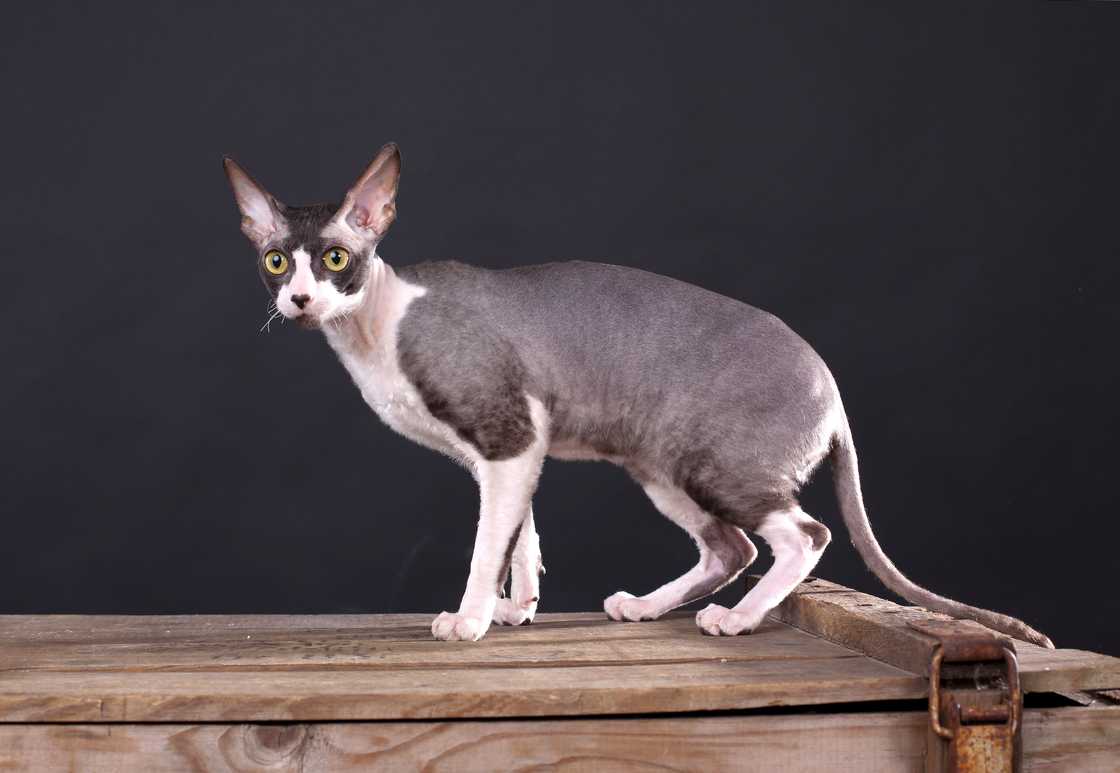 Cornish rex cat against the black background.