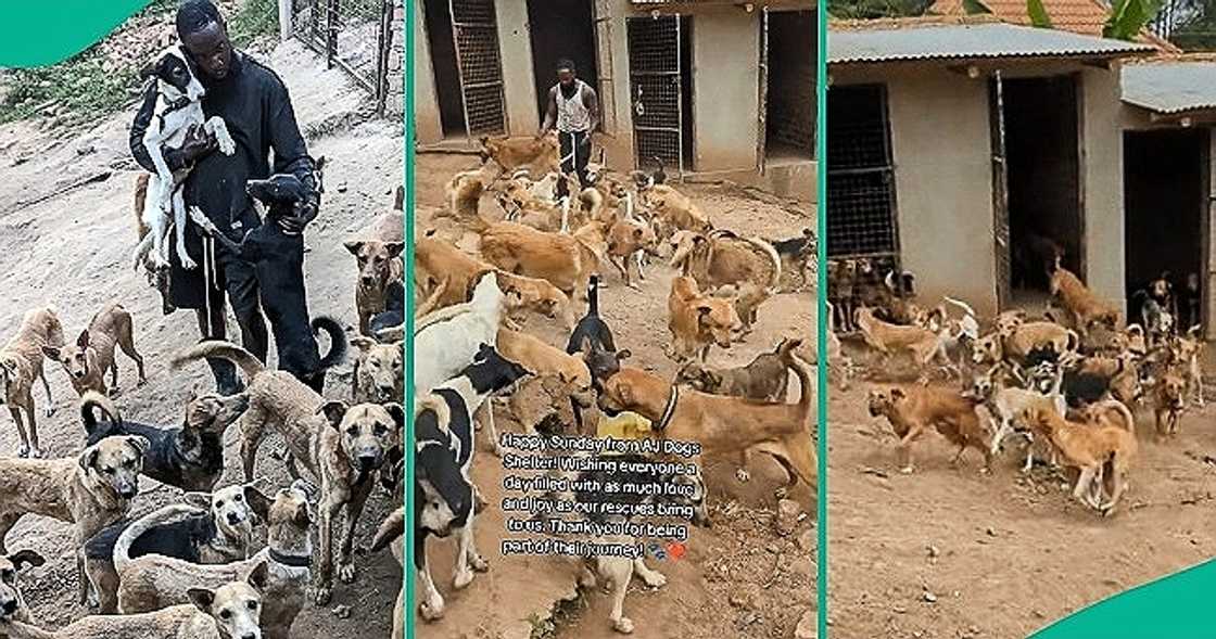 Man displays large number of dogs he rescued