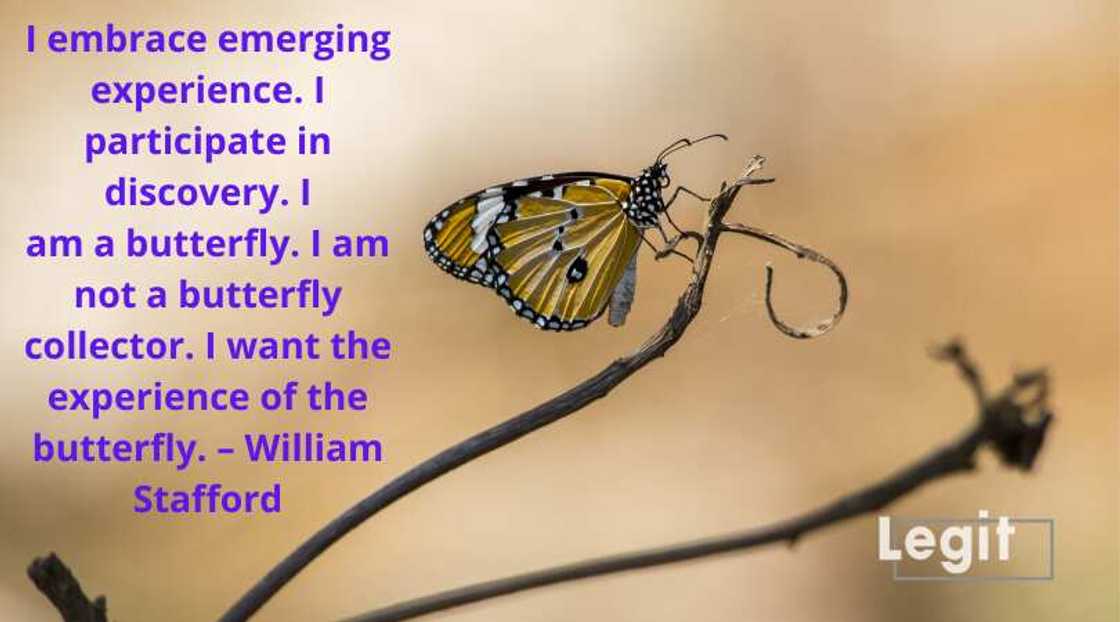 quotes about butterflies quotes about butterflies