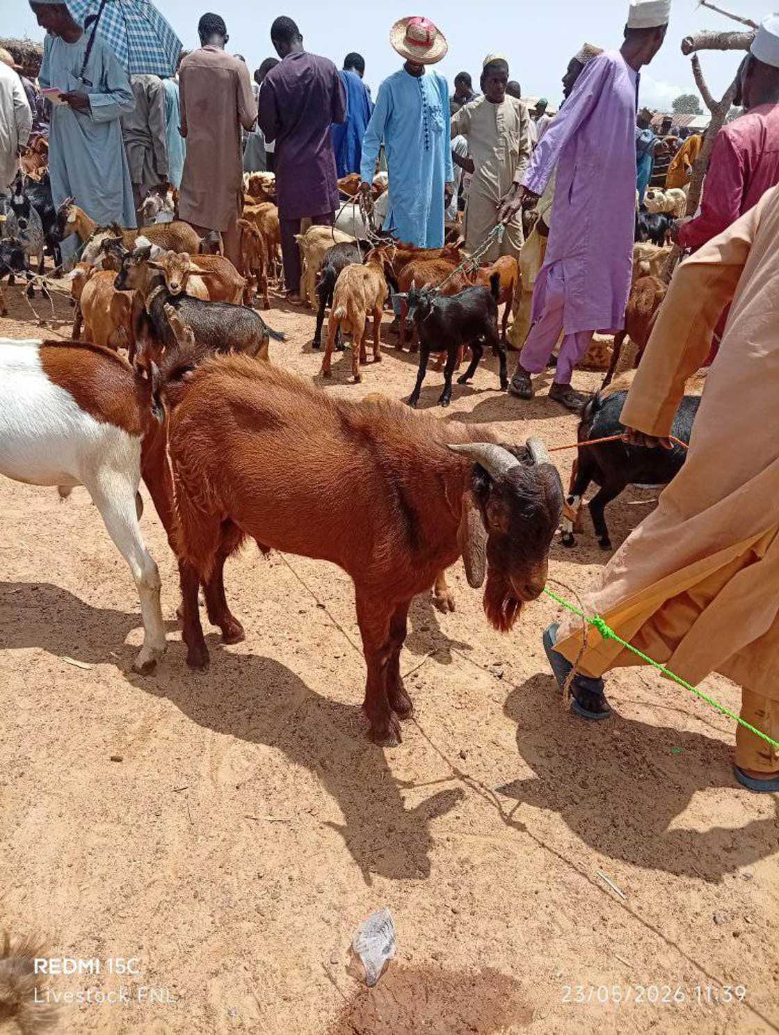 Kasuwar dabbobi a jihar Adamawa