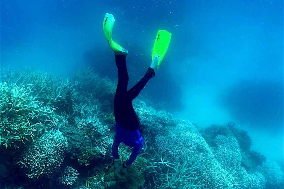 Parts of Australia's beleaguered Great Barrier Reef now have the highest levels of coral cover seen in decades Parts of Australia's beleaguered Great Barrier Reef now have the highest levels of coral cover seen in decades