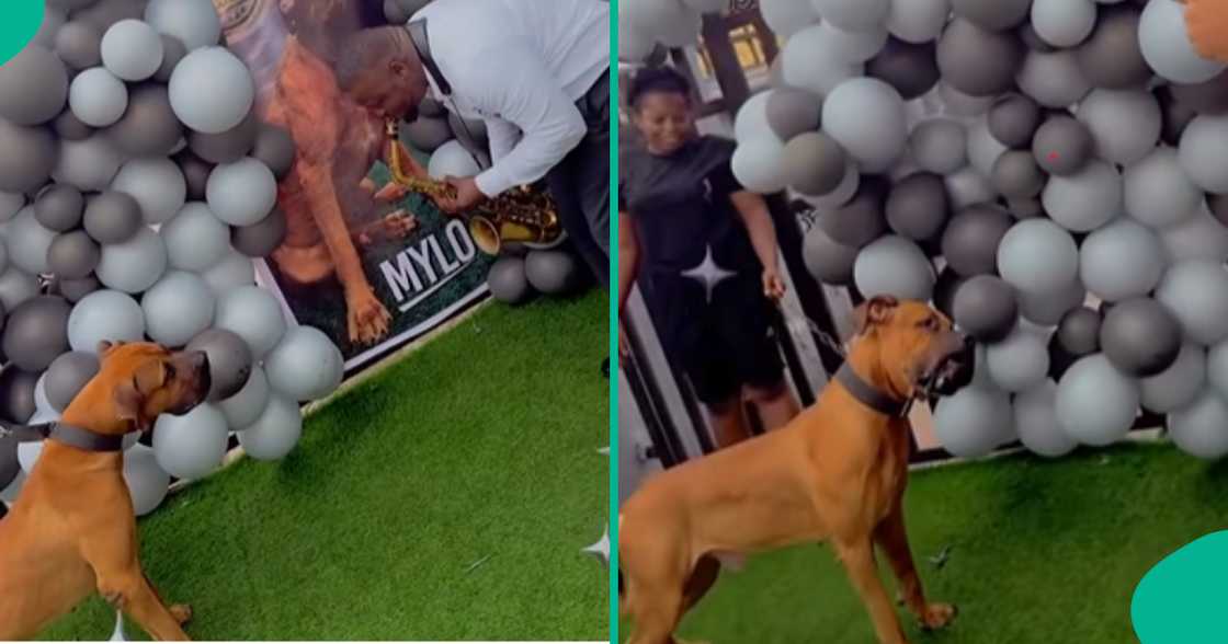 Man celebrates dog's birthday in style, invites saxophonist Man celebrates dog's birthday in style, invites saxophonist
