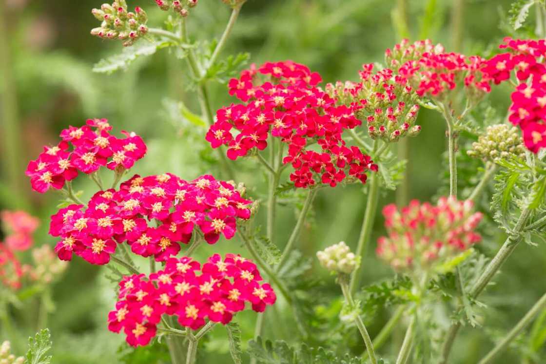 Red achillea