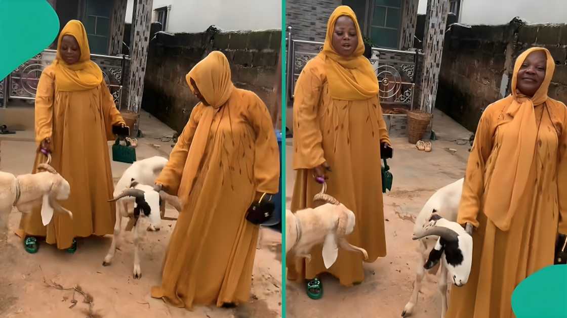 A Nigerian man bought one ram for his two wives to celebrate Eid al-kabir holidays A Nigerian man bought one ram for his two wives to celebrate Eid al-kabir holidays