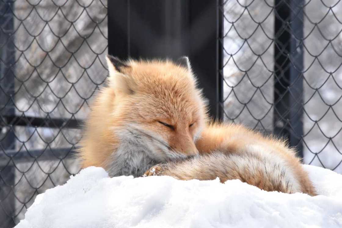 Kawaii fox names Kawaii fox names