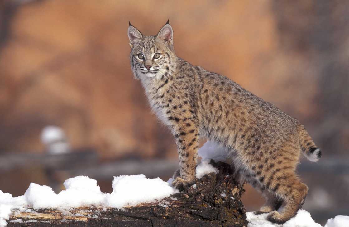 A bobcat on a snowy ground