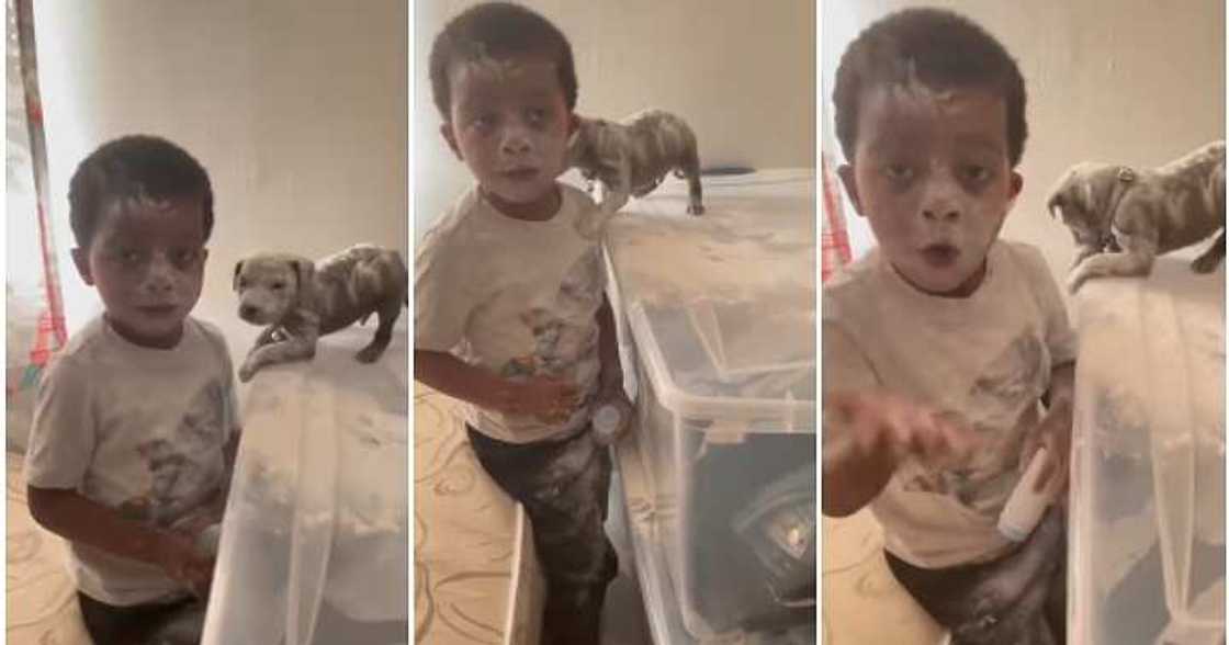 Little boy wastes powder, dog whispers, communication Little boy wastes powder, dog whispers, communication