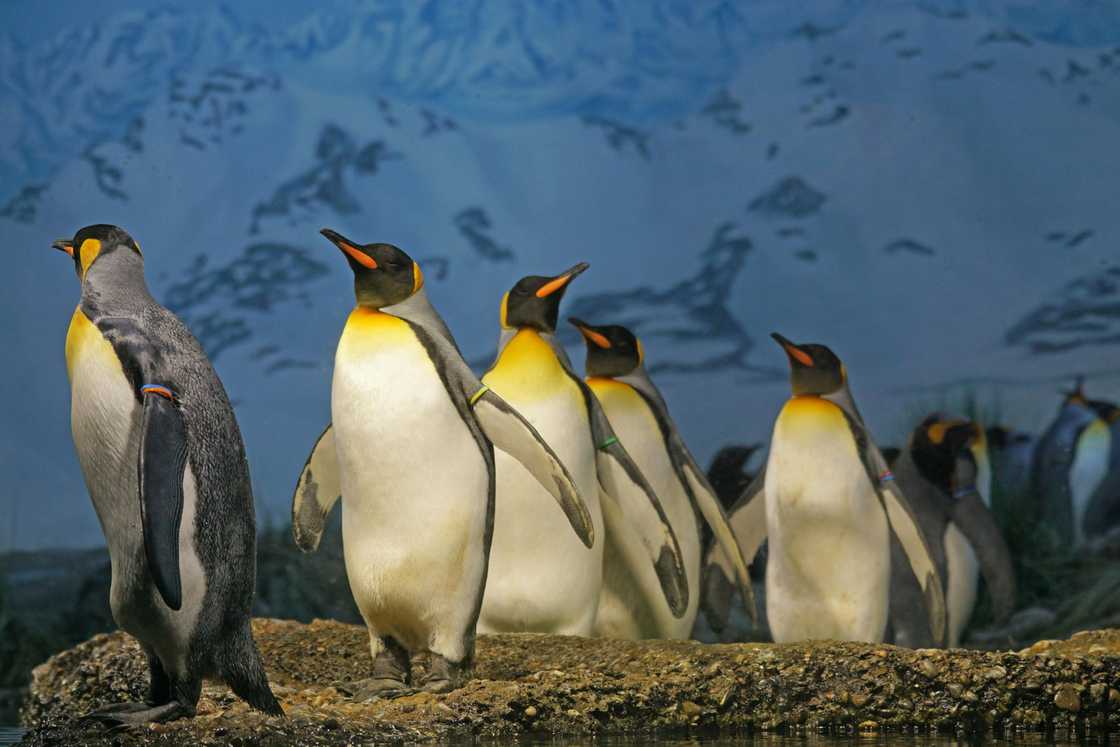 A group of penguins on a brown surface