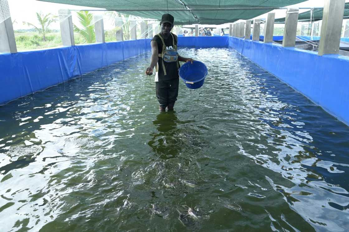 Aquaculture has struggled to take off as a major alternative to traditional fishing