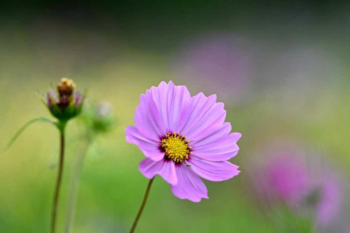 A close-up of a purple cosmos flower on a meadow A close-up of a purple cosmos flower on a meadow