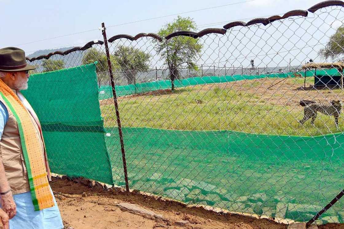 Eight Namibian cheetahs arrived in India on September 17, decades after their local extinction Eight Namibian cheetahs arrived in India on September 17, decades after their local extinction
