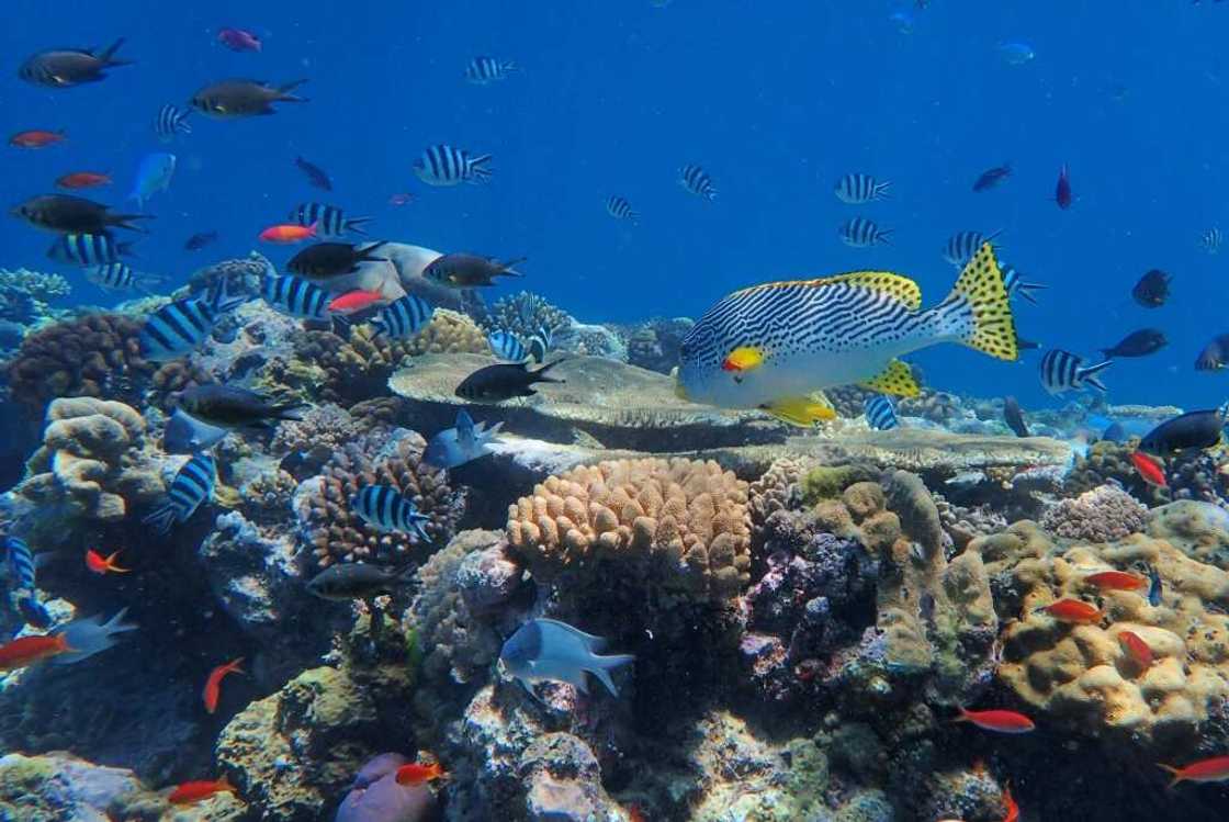 The Great Barrier Reef is the world's largest living structure, visible from space